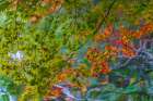 Colorful Autumn foliage, Heian-jingu Shrine, Kyoto, Japan. Art Print